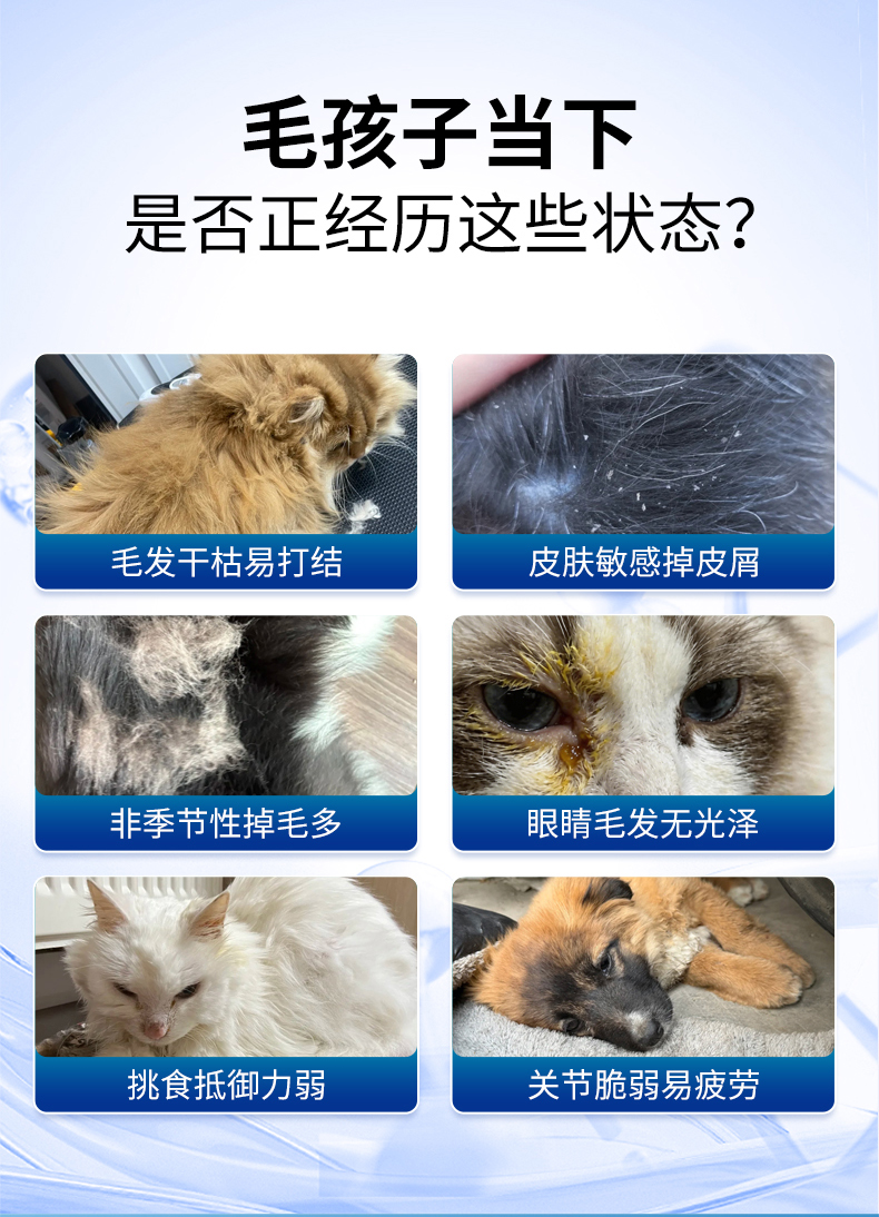 毛孩子当下是否正经历这些状态