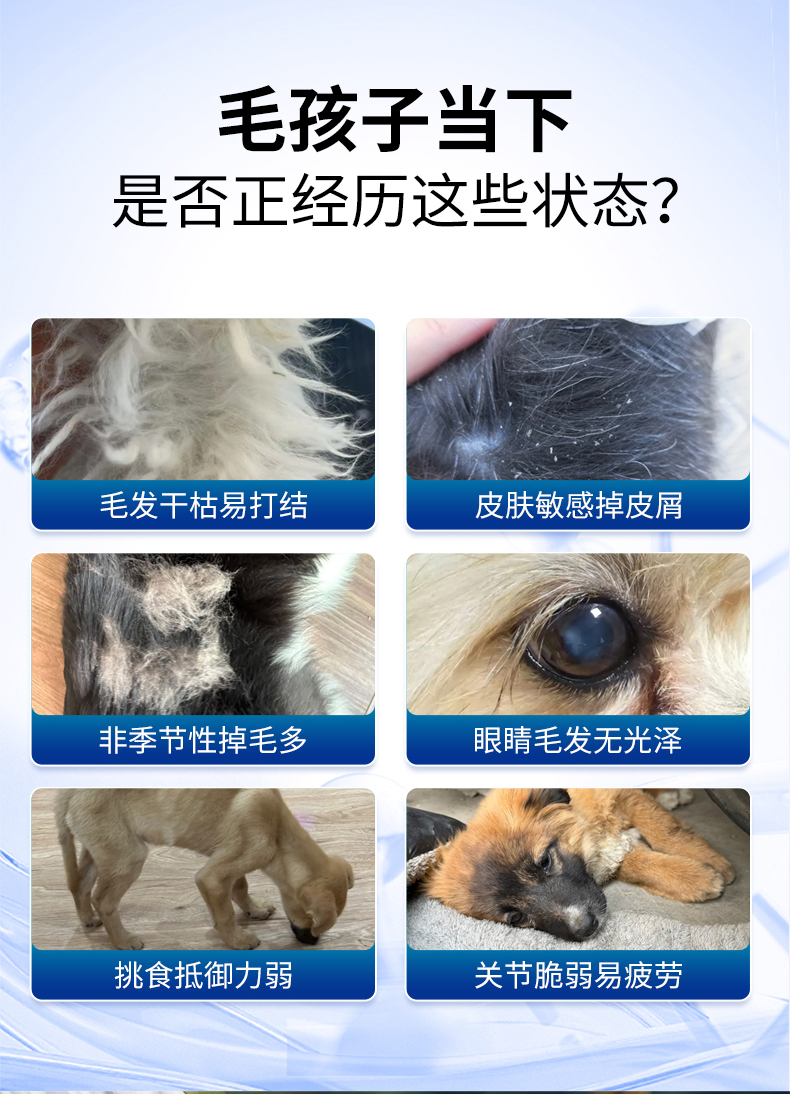 毛孩子当下是否正经历这些状态